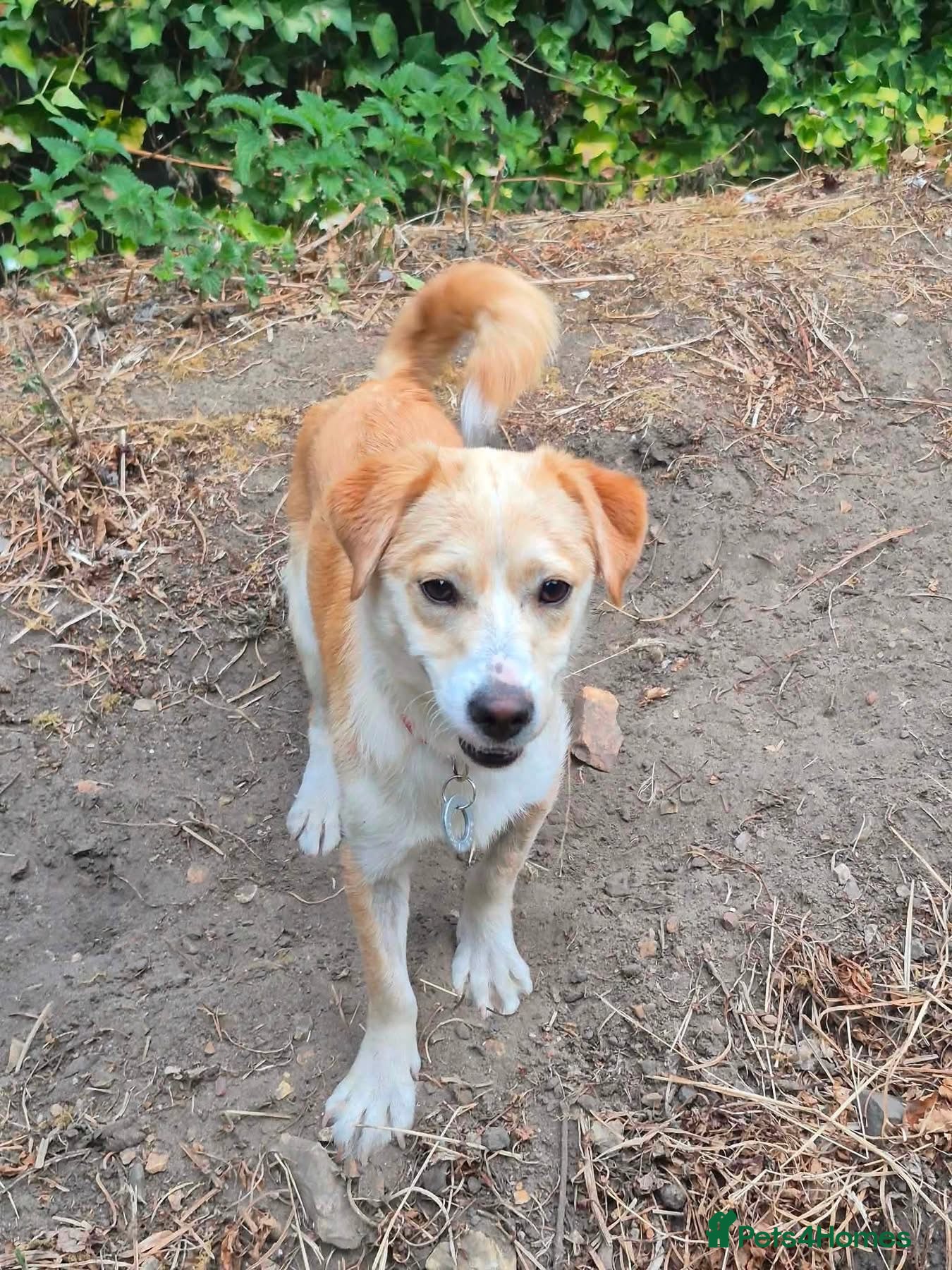 Mixed Breed dogs Boba - Dereham Norfolk  - Advert 1