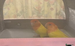 Lovebirds birds for sale: Rehoming Bonded Yellow Lovebirds with Full Setup - Image 8