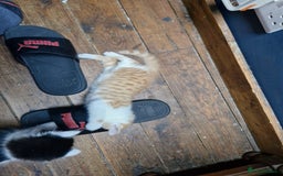 Mixed Breed cats for sale: Kittens  - Image 8