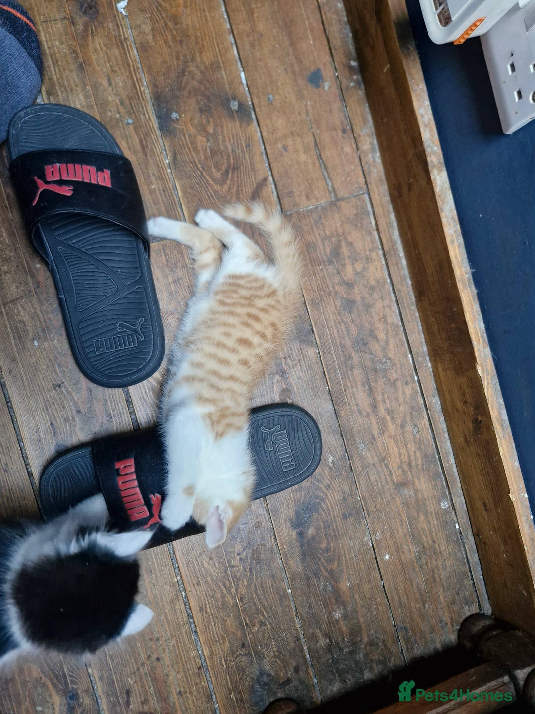 Mixed Breed cats for sale: Kittens  - Image 8