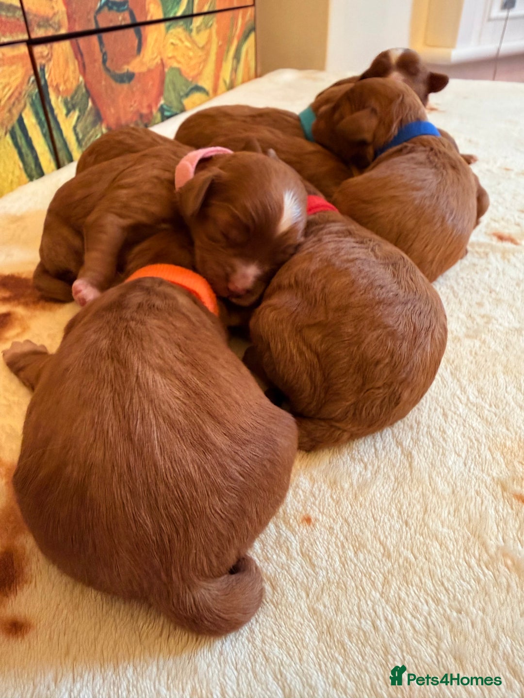 Cavapoo dogs for sale: *Stunning Ruby Red F1 Cavapoo Puppies For Sale* - Advert 8