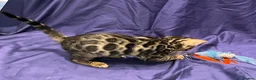 Bengal cats for sale: Stunning full pedigree bengal kittens *registered* - Advert 9