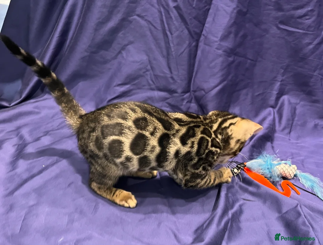 Bengal cats for sale: Stunning full pedigree bengal kittens *registered* - Advert 9