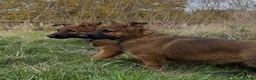 German Shepherd dogs for sale: Beautiful German shepherd x Belgian shepherd pups - Advert 12