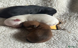 Chihuahua dogs for sale: Chihuahua pup  - Image 13
