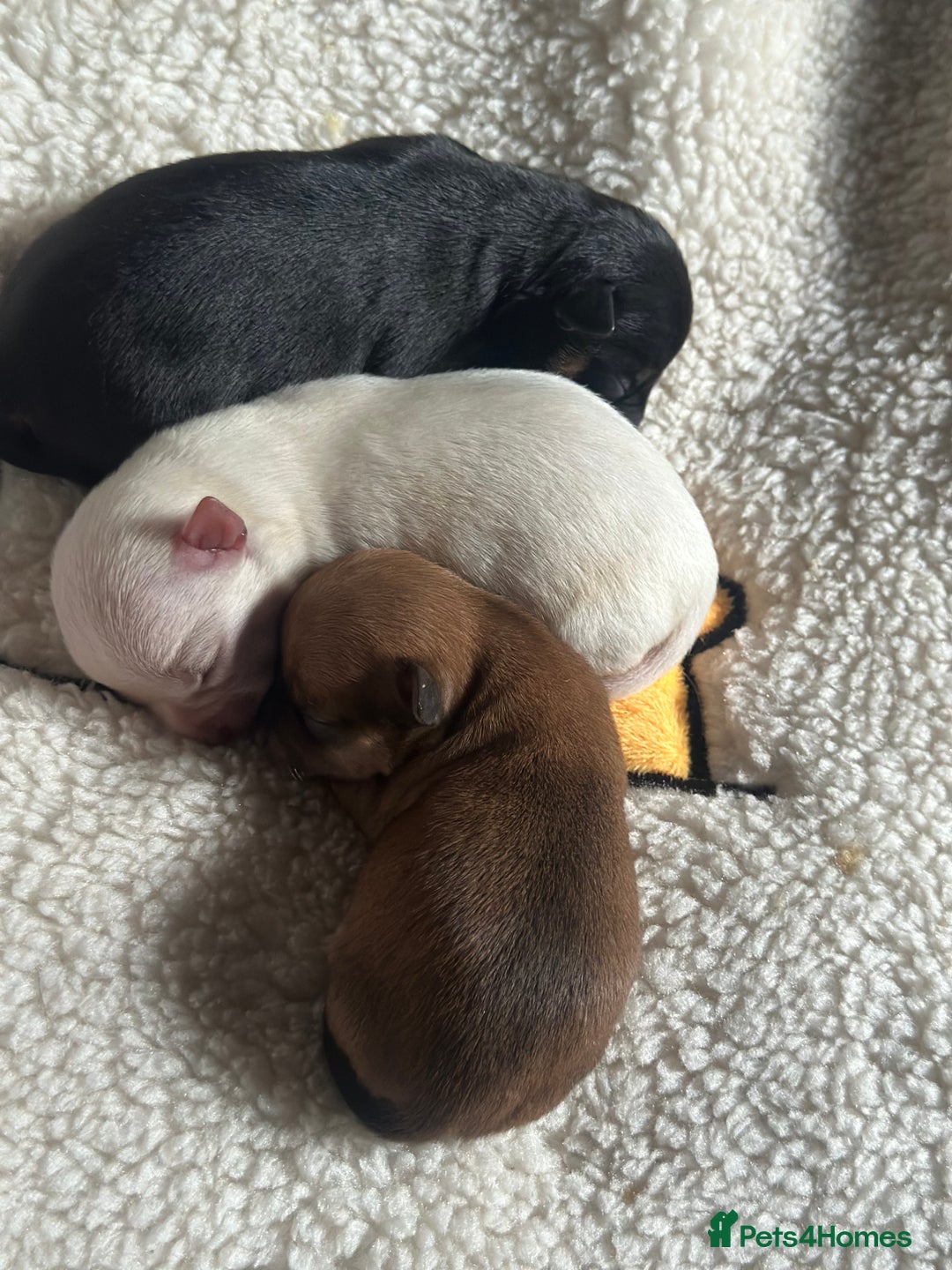 Chihuahua dogs for sale: Chihuahua pup  - Image 13