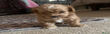Maltipoo 3