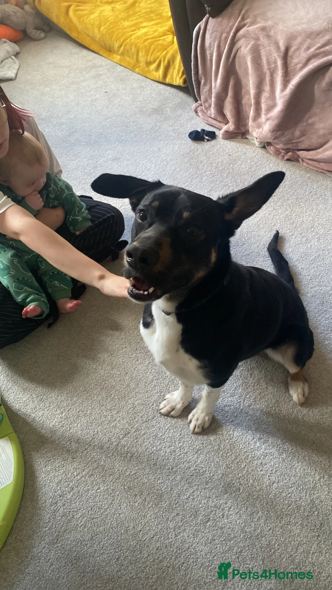 Mixed Breed dogs for sale: Urgent home needed as change of circumstances - Advert 5