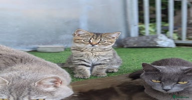Persian cats - Advert 1