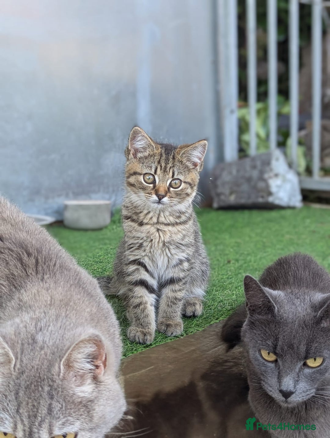 Persian cats for sale: ADORABLE RUSSIAN BLUE X PERSIAN KITTENS - Image 2