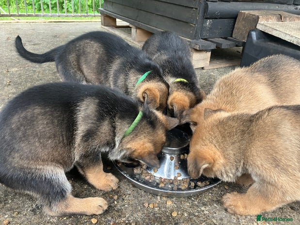 German Shepherd dogs - Advert 1