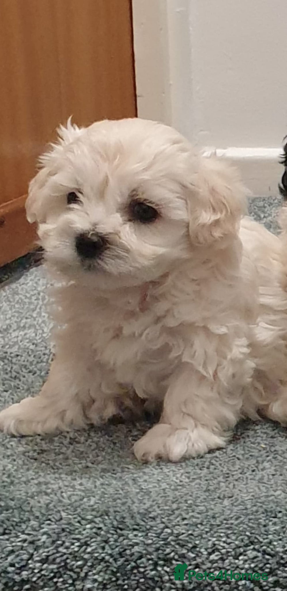 Bichon Frise dogs Available 2 puppy mini bishon frise.  - Advert 2