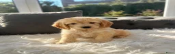 Cockapoo dogs for sale: F1 golden cockapoo puppies  - Advert 27