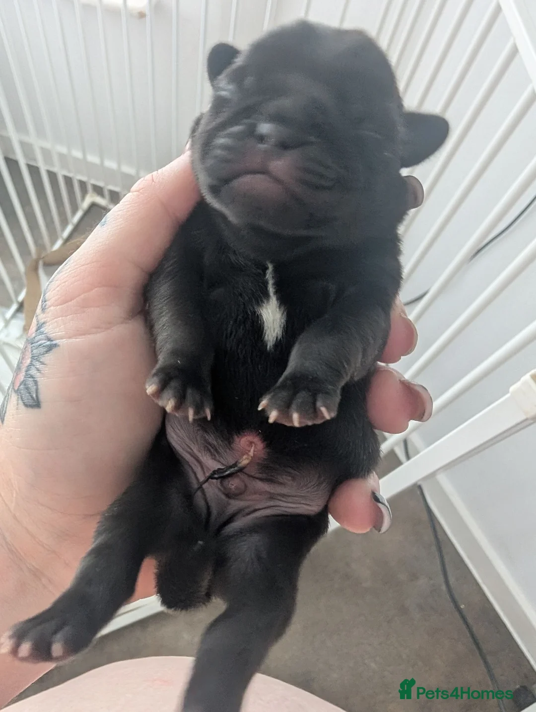 Frug dogs for sale: Pug Frenchies (frug) in Truro - Advert 11