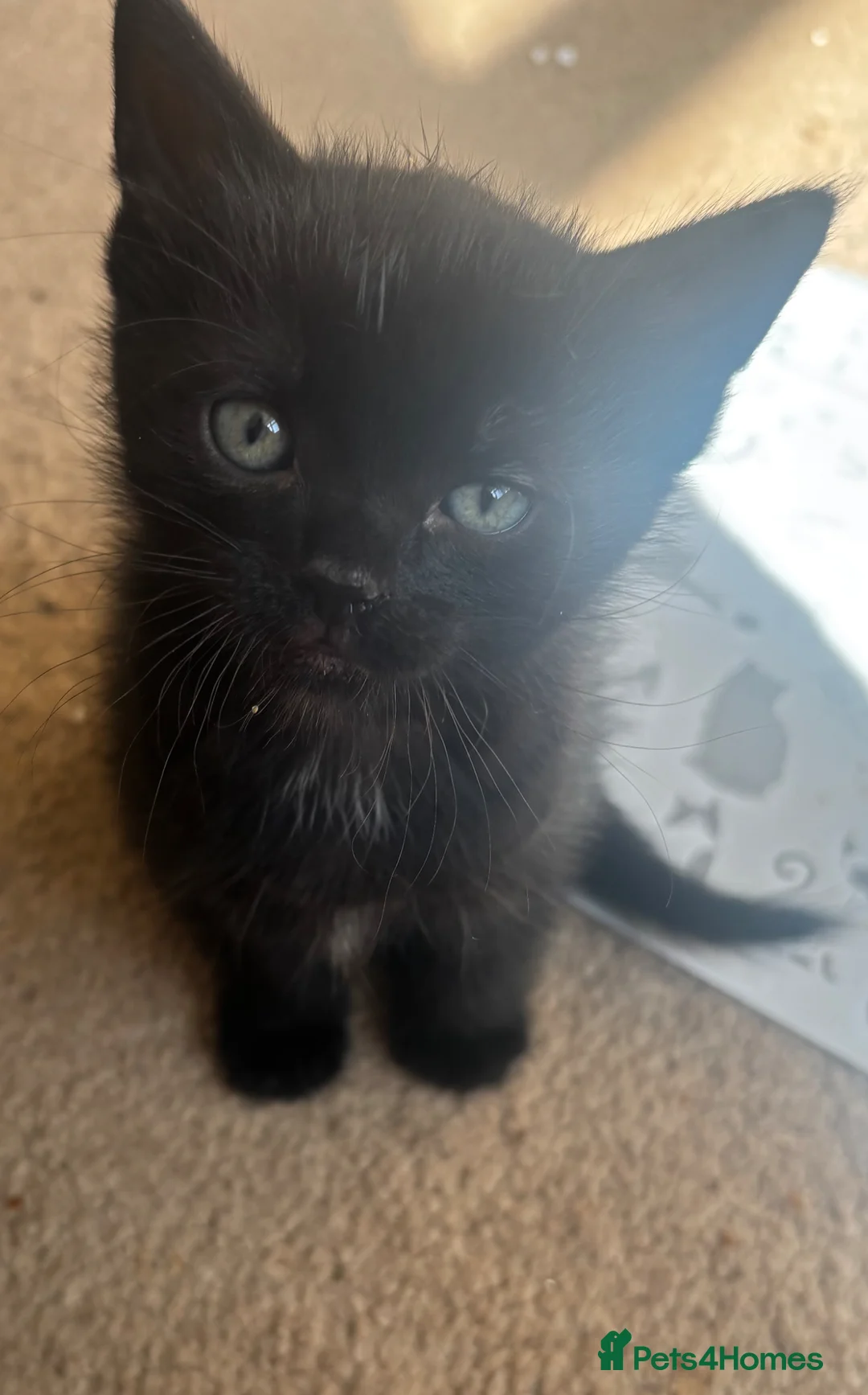 Domestic Shorthair cats for sale: 2 male black kittens for sale  - Advert 2