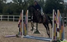 English Thoroughbred horses for sale: Supreme Sally - a super sort  - Image 5