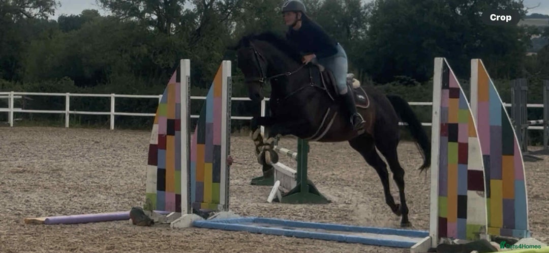 English Thoroughbred horses for sale: Supreme Sally - a super sort  - Image 5