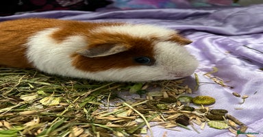 Guinea Pig rodents - Advert 3