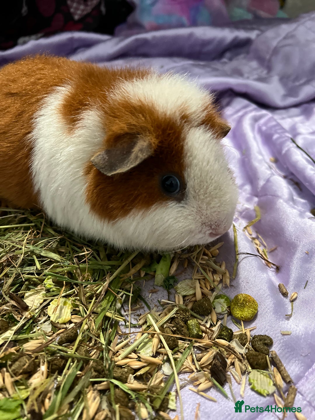 Guinea Pig rodents for sale: Four female guinea pigs and hutch for sale - Image 2