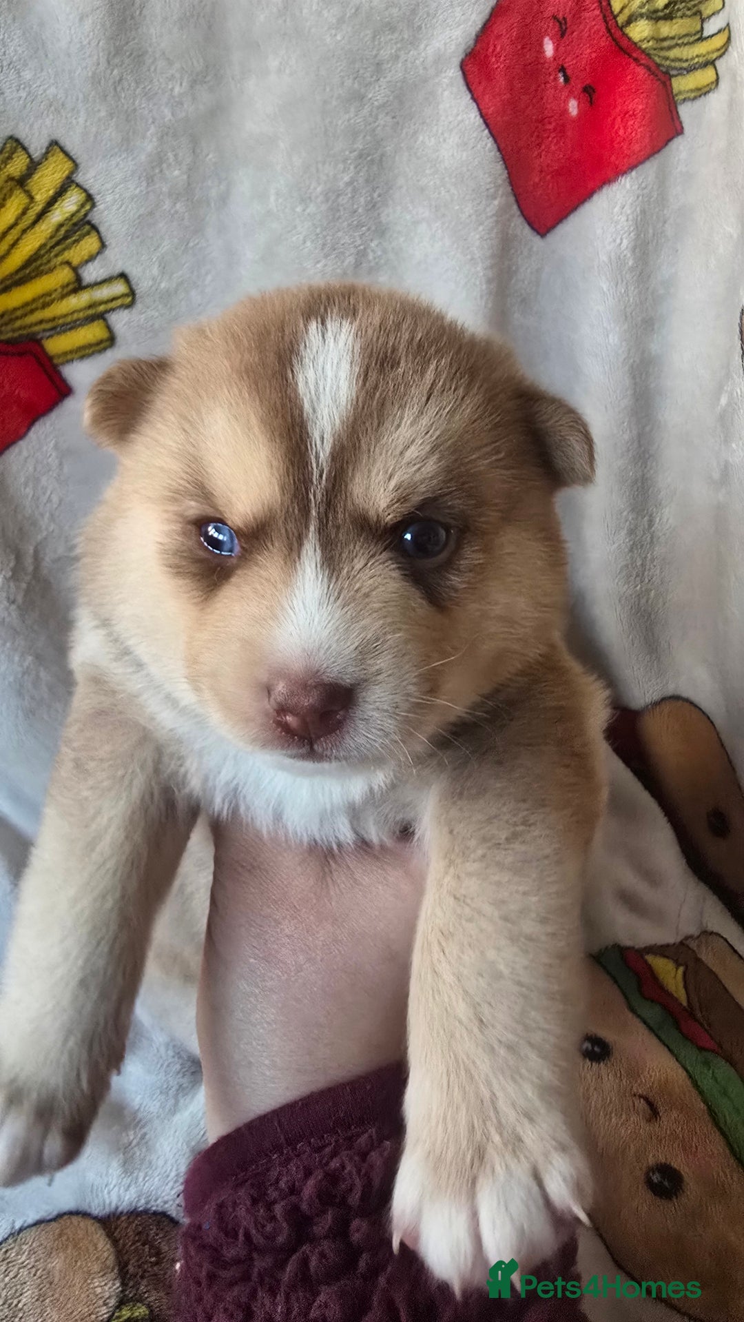 Pomsky dogs for sale: Pomsky Puppies for Sale - Advert 41