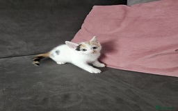 Mixed Breed cats for sale: 5 beautiful kittens ready for new loving home  - Image 9