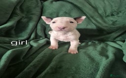 English Bull Terrier dogs for sale: Ready to leave now 7 English Bullterrier puppys - Image 30