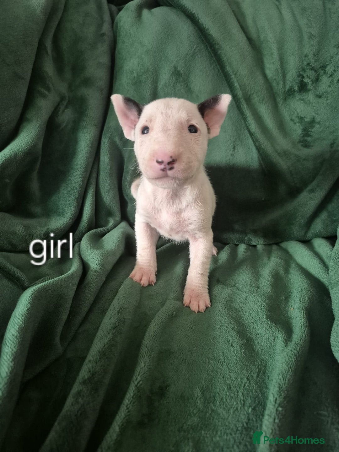 English Bull Terrier dogs for sale: Ready to leave now 7 English Bullterrier puppys - Image 30
