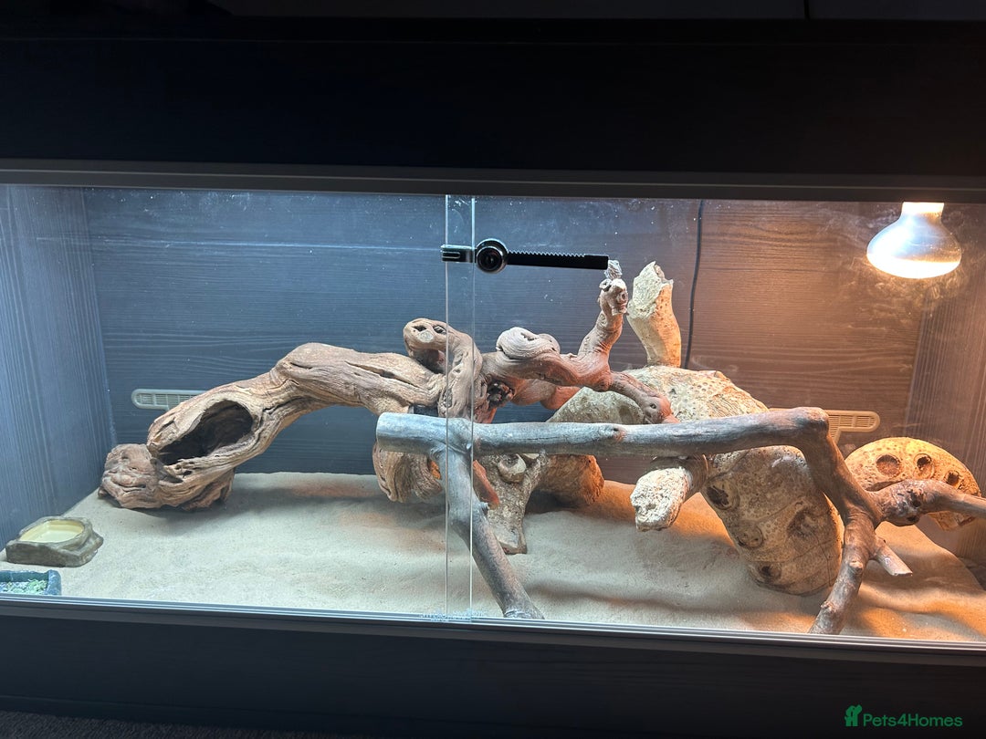 Bearded Dragon reptiles for sale: Bearded Dragon  - Advert 2