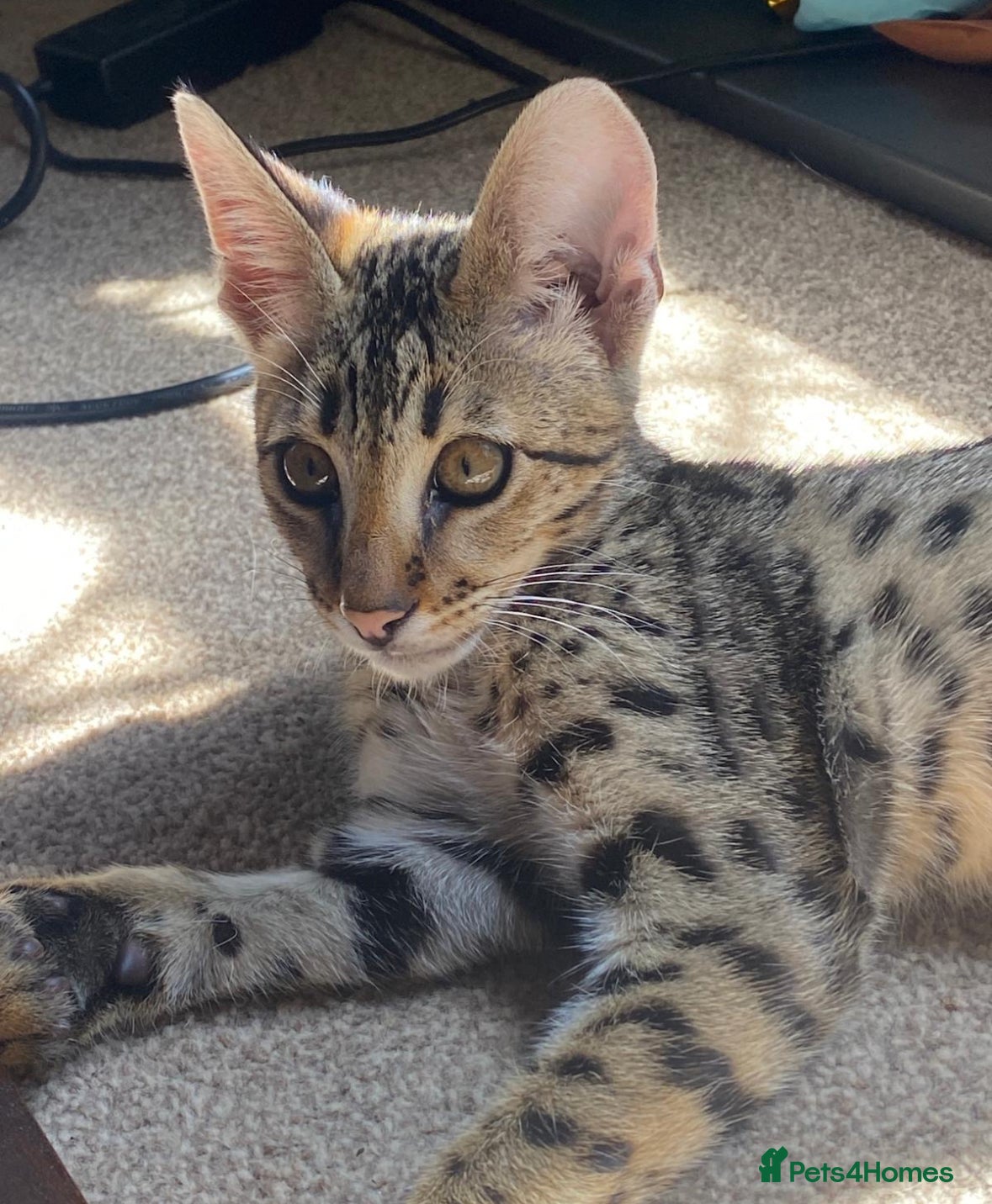 Savannah cats F2 Savannah Male  - Advert 1