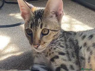 Savannah cats F2 Savannah Male - Advert 1