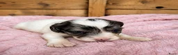 Cocker Spaniel dogs for sale: Last Blue Merle cocker boy  - Advert 15