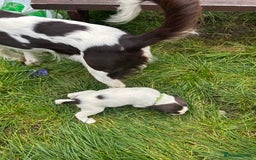 English Springer Spaniel dogs for sale: Springer spaniel pups READY NEXT WEEK - Advert 23