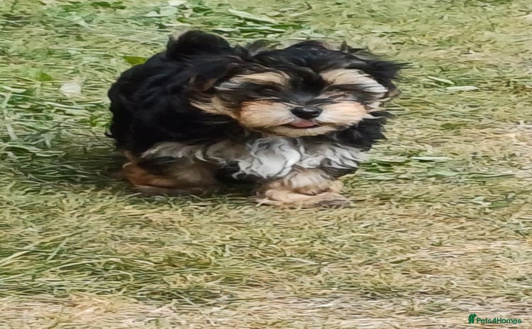 Morkie dogs - Advert 1