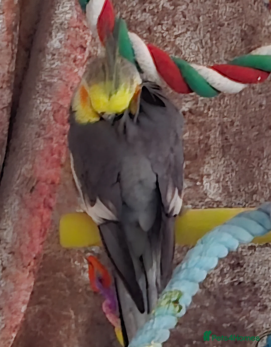 Gallery Image {{count}}