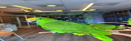 Parrots birds for sale: Gorgeous Baby Panama Amazon Parrots For Sale  - Advert 5