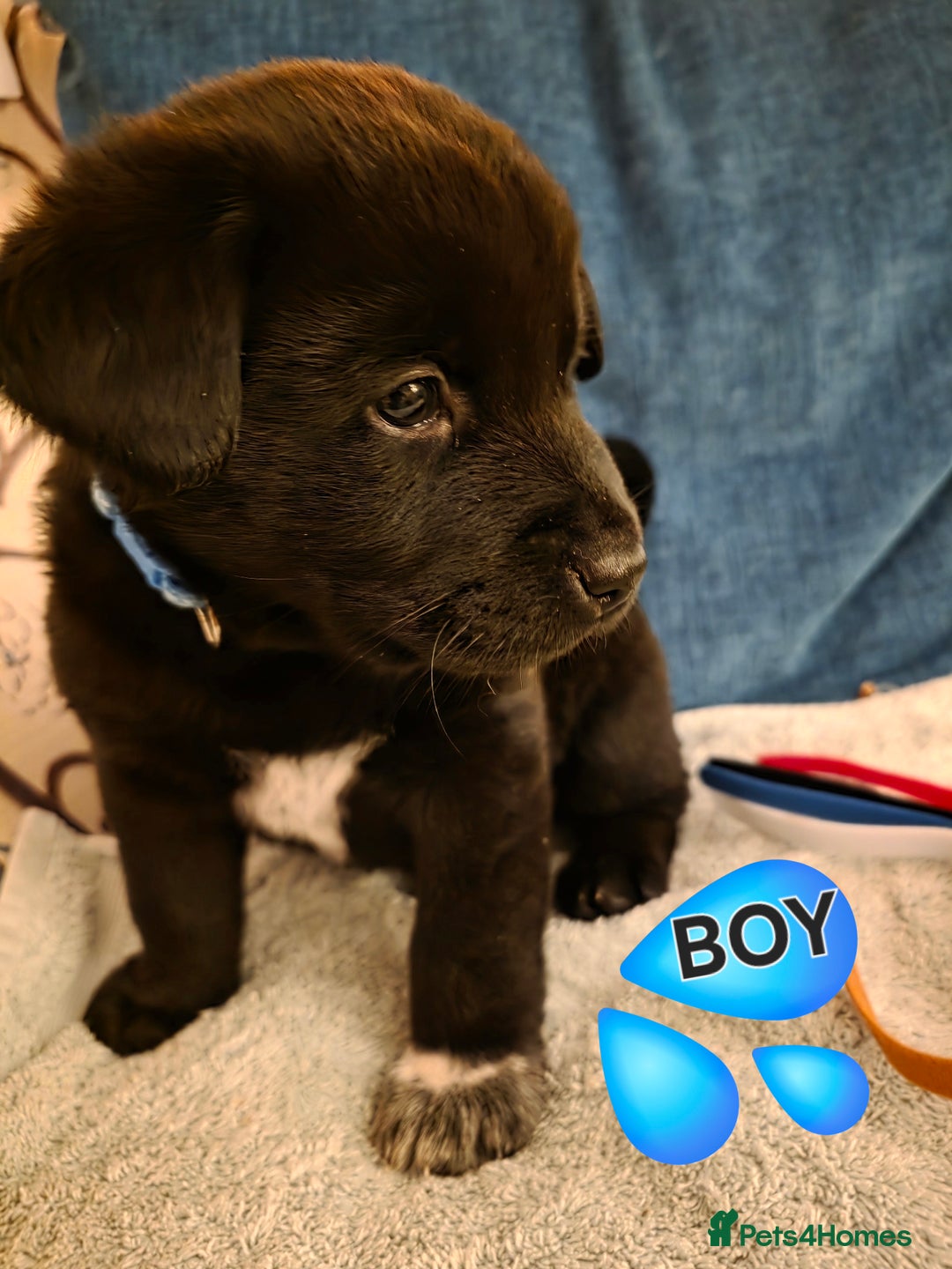 Mixed Breed dogs for sale: Gorgeous Labrakita (American Akita x Lab) Puppies - Advert 7
