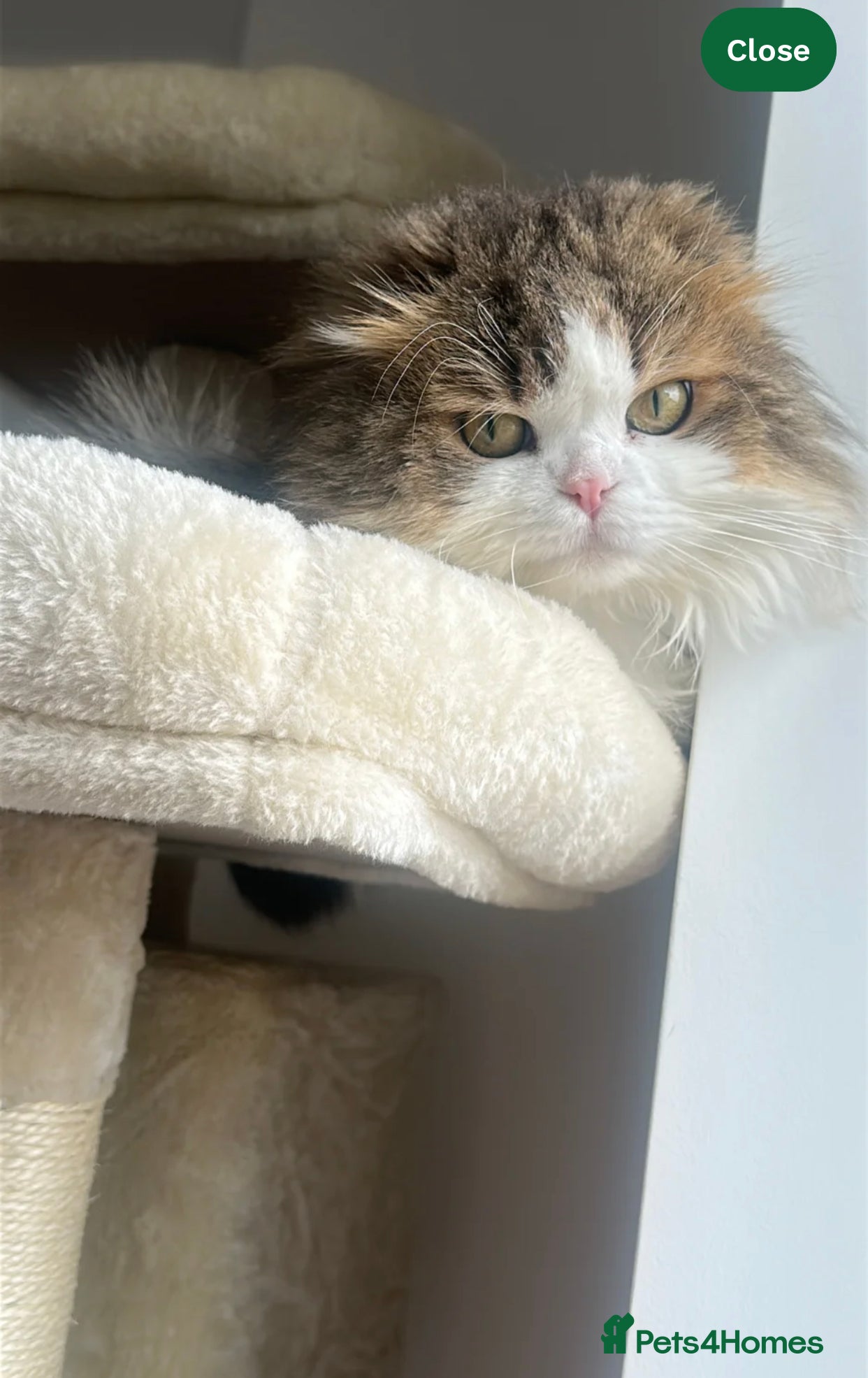 Scottish Fold cats Teddy needs to find a new home! - Advert 10