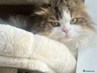 Scottish Fold cats Teddy needs to find a new home! - Advert 10