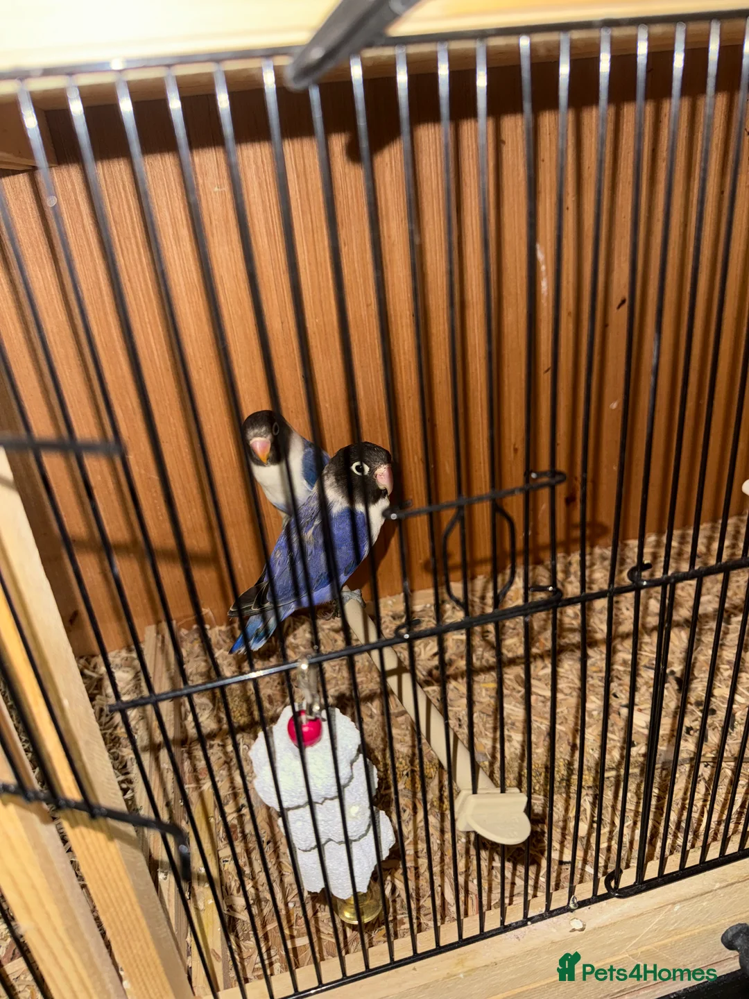 Lovebirds birds for sale: Black head blue love birds pair  - Advert 1