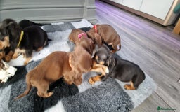 Miniature Dachshund dogs for sale: Miniature Dachshund puppies Longhaired & Smooth  - Image 10