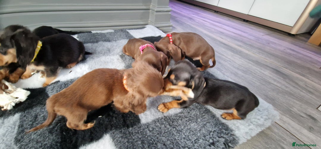 Miniature Dachshund dogs for sale: Miniature Dachshund puppies Longhaired & Smooth  - Image 10