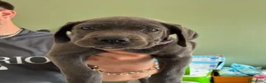 Cane Corso 4