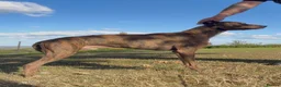 Lurcher dogs for sale: Cracking lurcher dog  - Advert 4