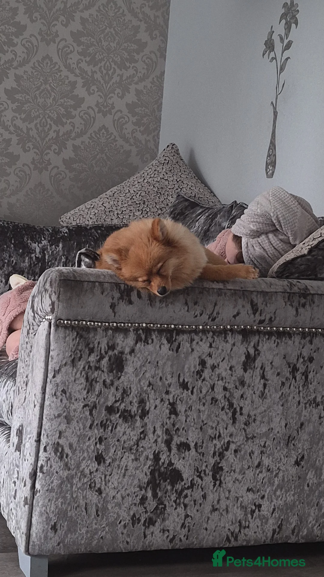 Pomeranian dogs for sale: Pomeranian puppie - Advert 4