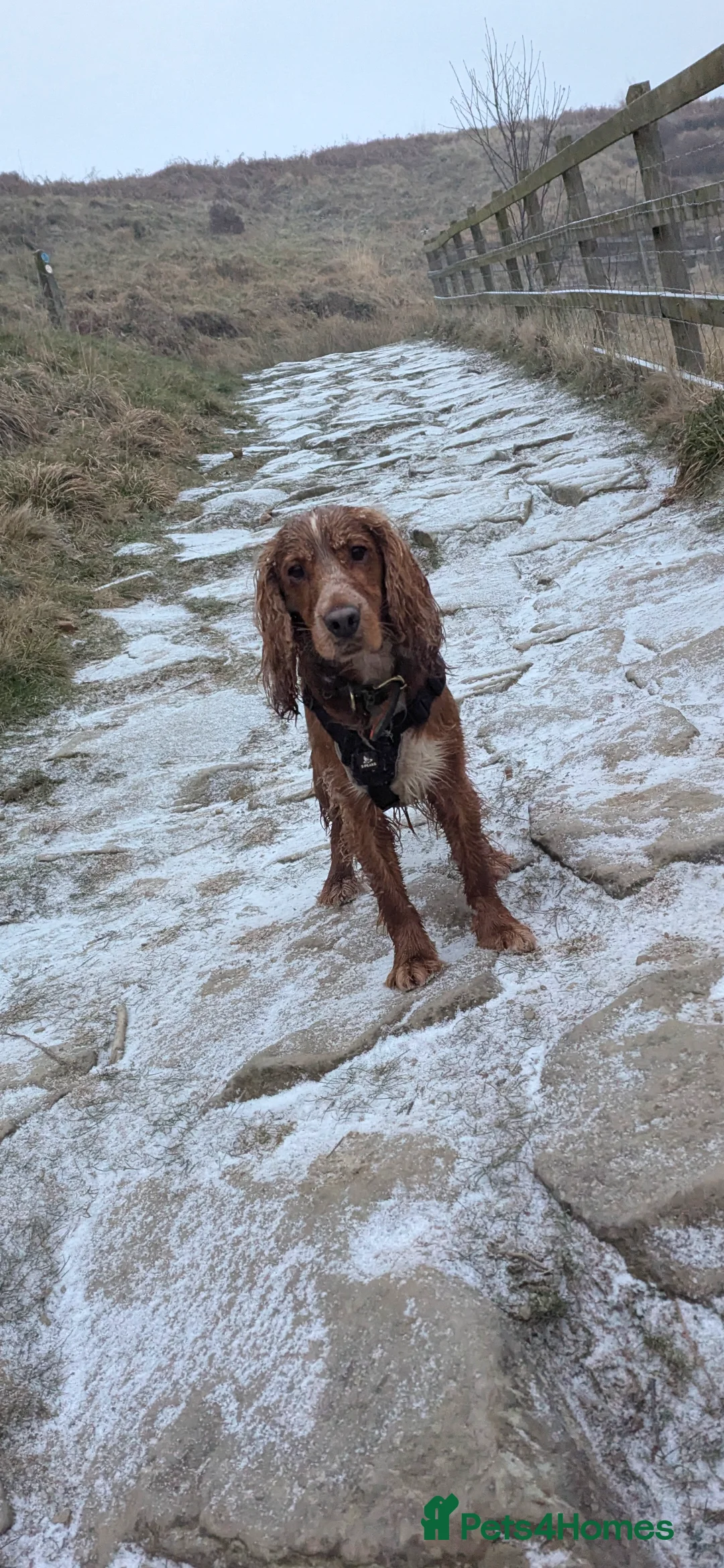 Cocker Spaniel dogs for sale: Male working cocker spaniel  - Advert 9