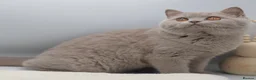 British Shorthair cats for sale: READY TO LEAVE NOW PEDIGREE BRITISH SHORTHAIRS  - Advert 4