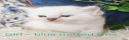 Ragdoll cats for sale: GCCF REGISTERED BEAUTIFUL RAGDOLLS KITTENS  - Advert 26