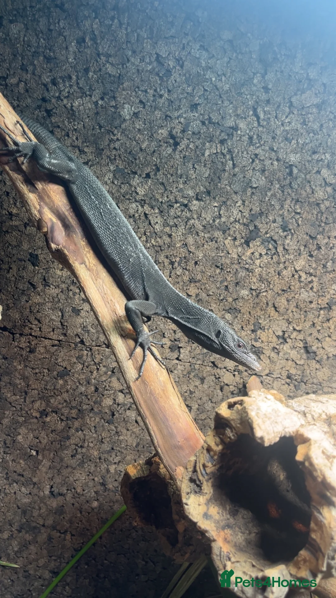 Monitor reptiles for sale: Black tree monitor - Advert 1