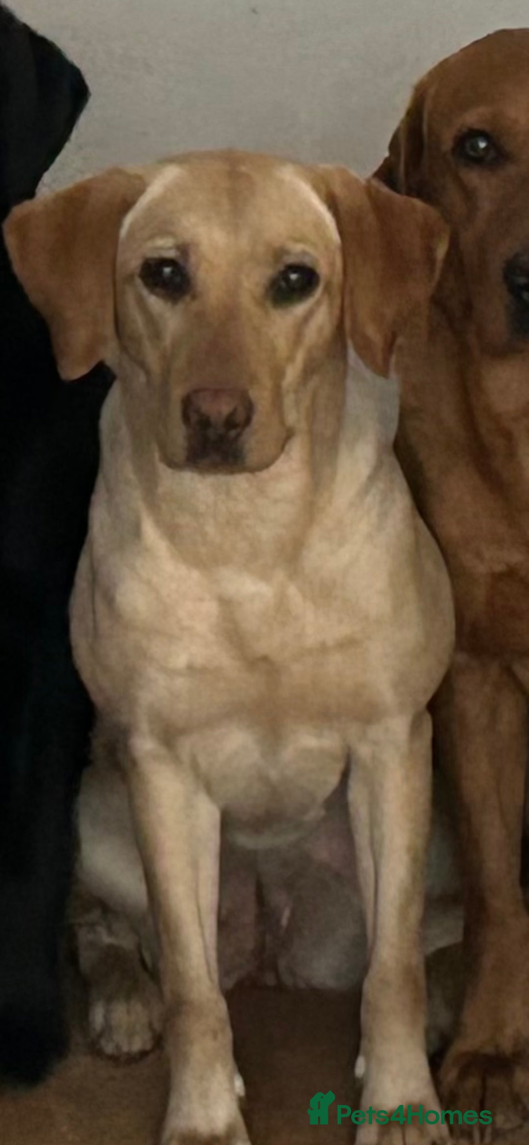 Labrador Retriever dogs for sale: KC Registered labs for sale  - Advert 1