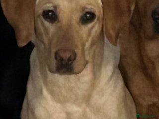 Labrador Retriever dogs KC Registered labs for sale - Advert 1